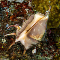 Lambis lambis (Smooth Spider Conch)