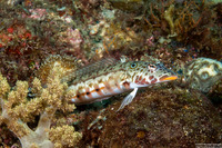 Parapercis clathrata (Latticed Sandperch)