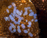 Clavelina moluccensis (Clavelina Moluccensis)