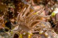 Phyllodesmium briareum (Yellow-Tipped Phyllodesmium)