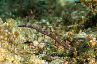 Trachyrhamphus bicoarctatus (Short-Tailed Pipefish)