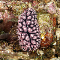Phyllidiopsis fissurata (Phyllidiopsis Fissurata)