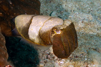 Sepia latimanus (Broadclub Cuttlefish)