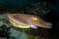 Sepia latimanus (Broadclub Cuttlefish)