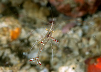 Urocaridella pulchella (Cave Cleaner Shrimp)