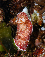 Chromodoris reticulata (Reticulated Chromodoris)