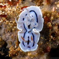 Chromodoris willani (Willan's Chromodoris)
