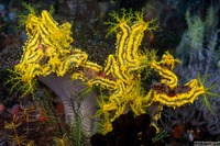 Colochirus robustus (Yellow Sea Cucumber)