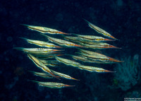 Centriscus scutatus (Rigid Shrimpfish)