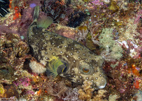 Arothron hispidus (White-Spotted Puffer)
