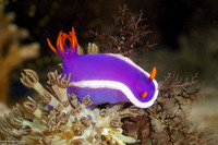 Hypselodoris variobranchia (Variegated-Gill Hypselodoris)