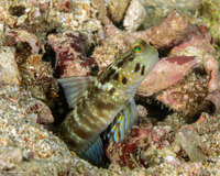 Cryptocentrus sericus (Ventral-Barred Shrimpgoby)