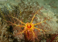 Colochirus quadrangularis (Thorny Sea Cucumber)