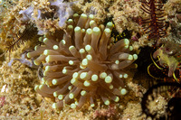 Euphyllia glabrescens (Euphyllia Glabrescens)