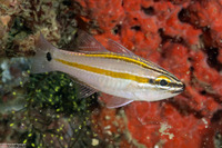 Ostorhinchus cavitensis (Whiteline Cardinalfish)
