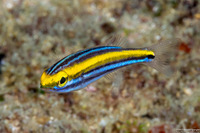 Pentapodus paradiseus (Paradise Whiptail)