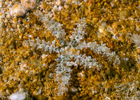 Megalactis hemprichii (Bali Fire Anemone)