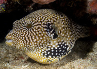 Arothron mappa (Map Puffer)