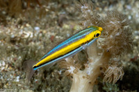 Pentapodus paradiseus (Paradise Whiptail)