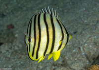 Chaetodon octofasciatus (Eight-Banded Butterflyfish)
