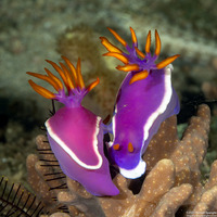 Hypselodoris variobranchia (Variegated-Gill Hypselodoris)