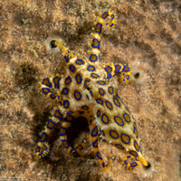 Hapalochlaena lunulata (Blue-Ringed Octopus)