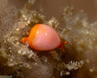 Crithe huna (Crithe Huna)