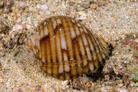 Tonna canaliculata (Channeled Tun)