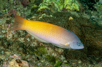 Halichoeres prosopeion (Twotone Wrasse)