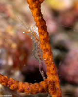 Manipontonia psamathe (Translucent Gorgonian Shrimp)