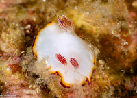 Goniobranchus sinensis (Chinese Nudibranch)