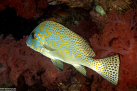 Diagramma pictum (Silver Sweetlips)