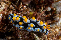 Phyllidia picta (Painted Phyllidia)