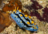 Phyllidia coelestis (Celestial Phyllidia)