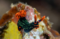 Nembrotha kubaryana (Kubaryana's Nembrotha)