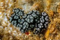 Phyllidiella pustulosa (Pustulose Phyllidia)