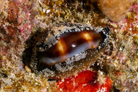Erronea onyx (Onyx Cowry)