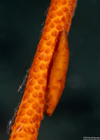 Aclyvolva coarctata (White-Tufted Spindle Shell)