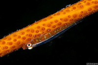 Bryaninops amplus (Large Whip Goby)