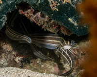 Plotosus lineatus (Striped Catfish)