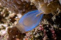 Rhopalaea crassa (Rhopalaea Crassa)