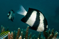 Dascyllus aruanus (Humbug Dascyllus)