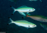 Pterocaesio tessellata (Narrowstripe Fusilier)