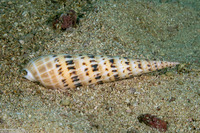 Terebra maculata (Marlinspike Auger)