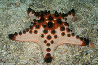 Protoreaster nodosus (Chocolate Chip Sea Star)