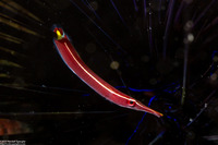 Diademichthys lineatus (Urchin Clingfish)