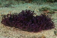Macrodactyla doreensis (Corkscrew Tentacle Sea Anemone)