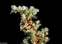 Atriolum robustum (Robust Sea Squirt)