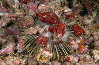 Pseudoboletia maculata (Spotted Sea Urchin)