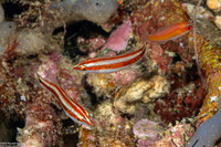 Halichoeres hartzfeldii (Goldstripe Wrasse)